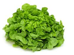 Feuille de chêne verte (pce)