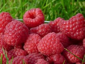 Framboises 250 gr