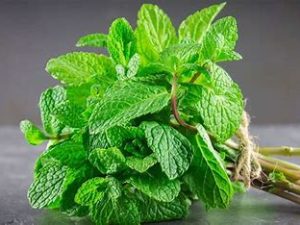 Menthe (20gr)
