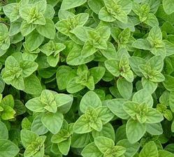 Origan (20gr)
