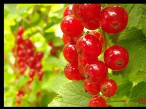 Raisinets barqu 125 gr